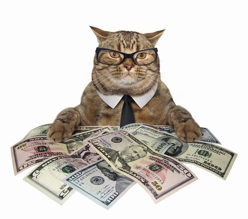 money cat
